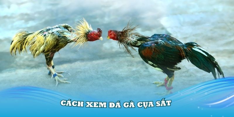 Hướng dẫn cách xem đá gà cựa sắt trực tiếp trên 888B