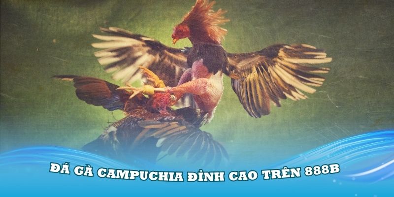 Trải nghiệm các trận đá gà Campuchia đỉnh cao trên 888B