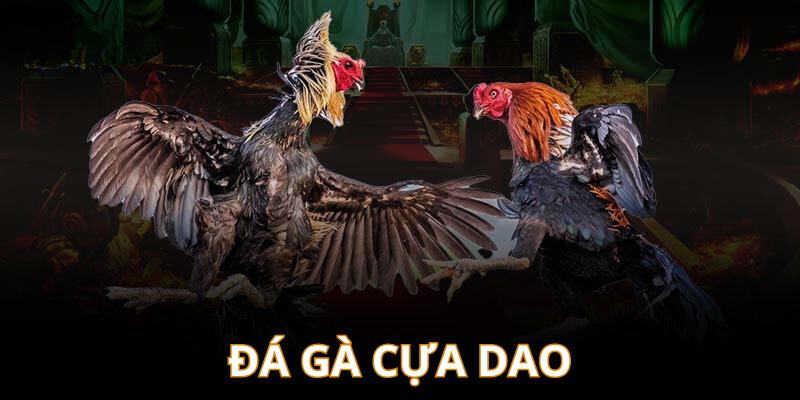 Cá cược đá gà cựa dao tại nhà cái đá gà uy tín 888B