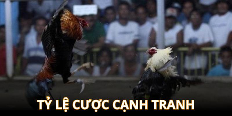 Đá gà cựa dao có tỷ lệ cược canh tranh nhất hiện nay