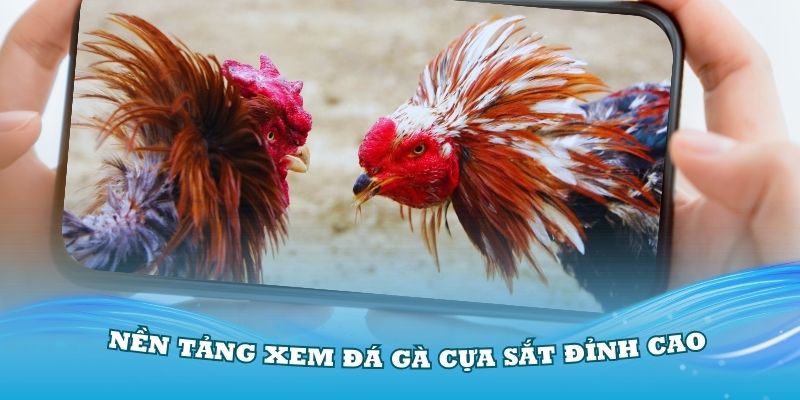 888B mang đến nền tảng xem đá gà cựa sắt đỉnh cao