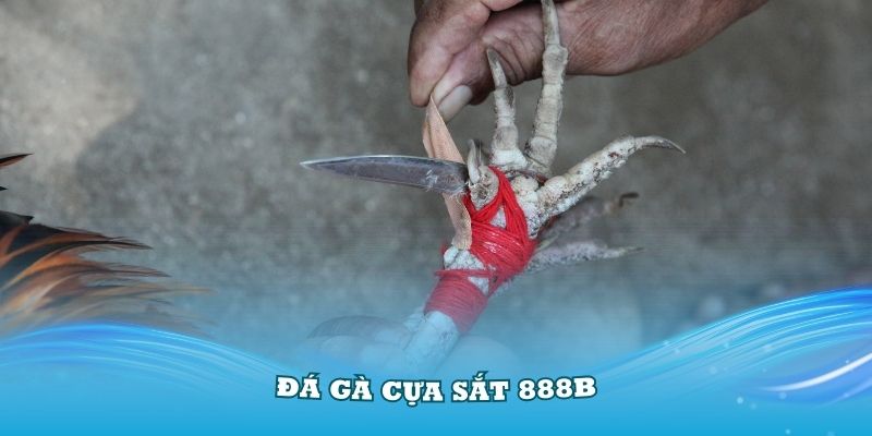 Xem trực tiếp đá gà cựa sắt tại nhà cái đá gà 888B