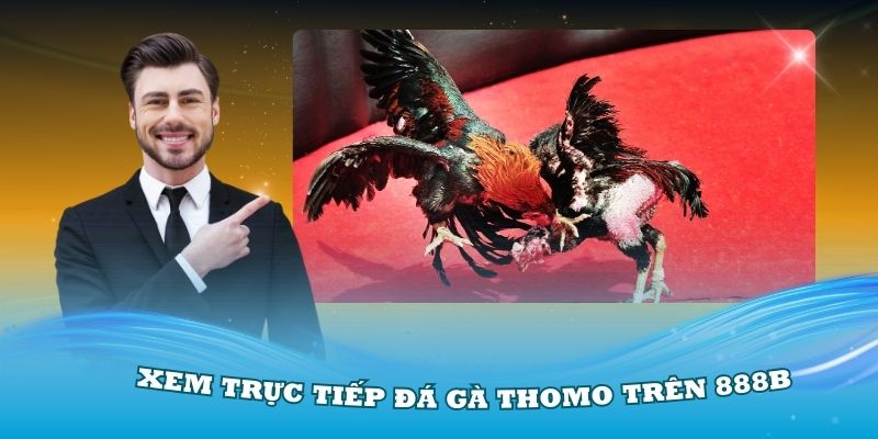 Xem trực tiếp đá gà Thomo trên 888B